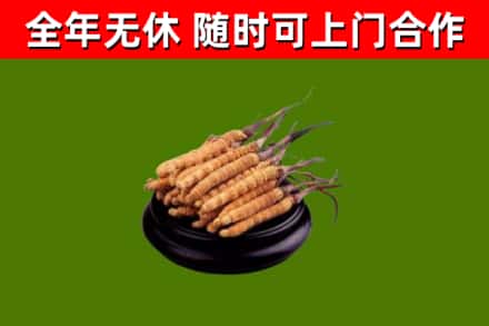 宁津回收散虫草