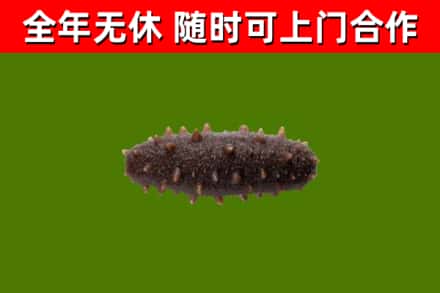 宁津回收海参干